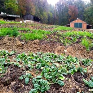 HOMEGROWN Life: Why I Love Reading. And Fall. And Reading About Fall Image